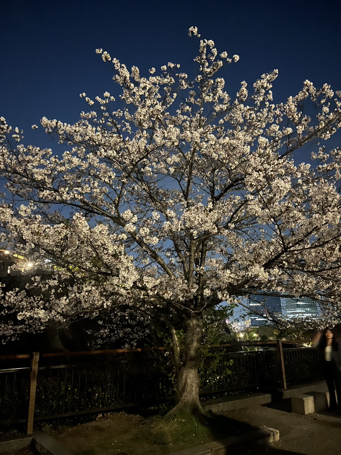 桜とともに感じる春のひととき