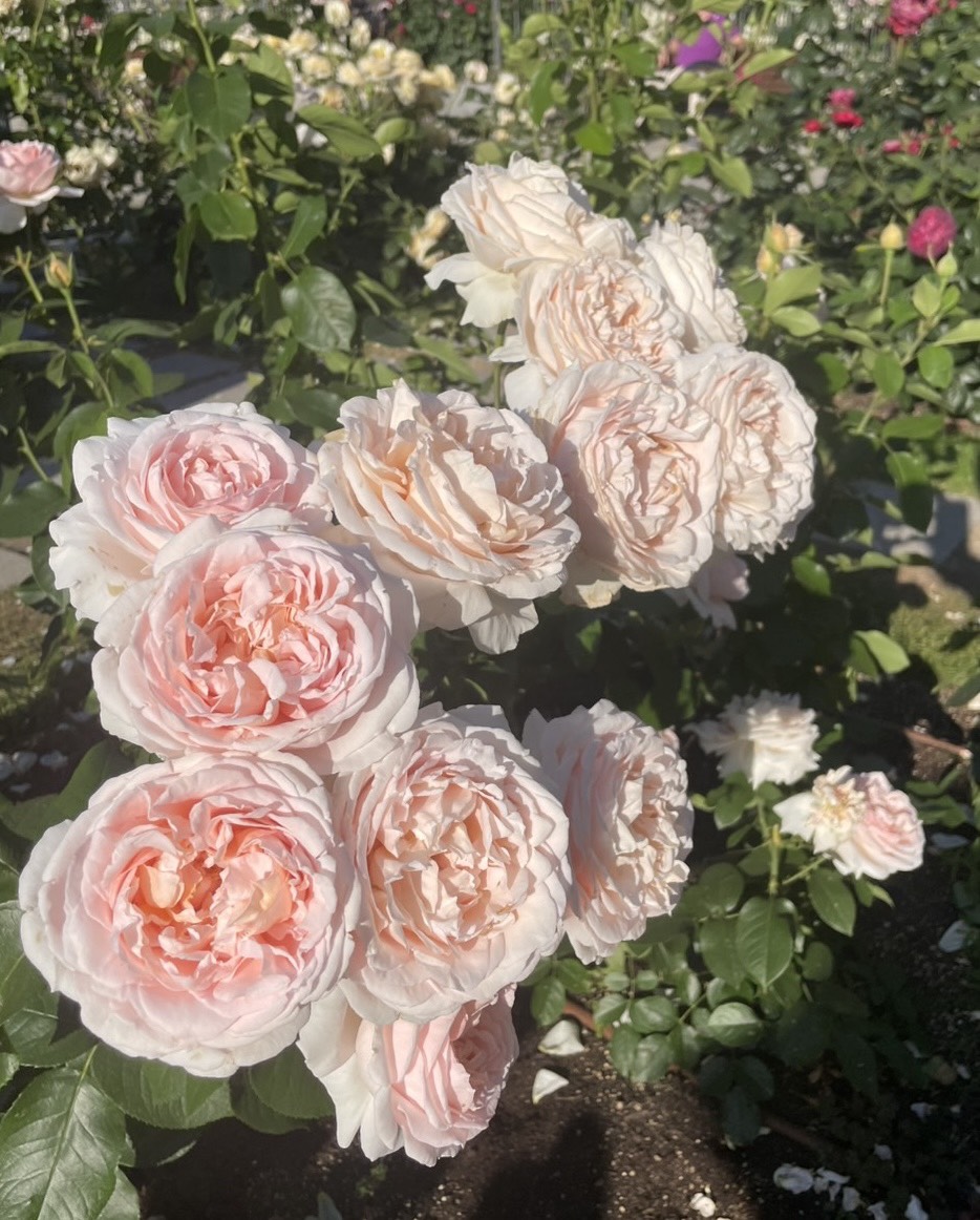 お花に癒された休日