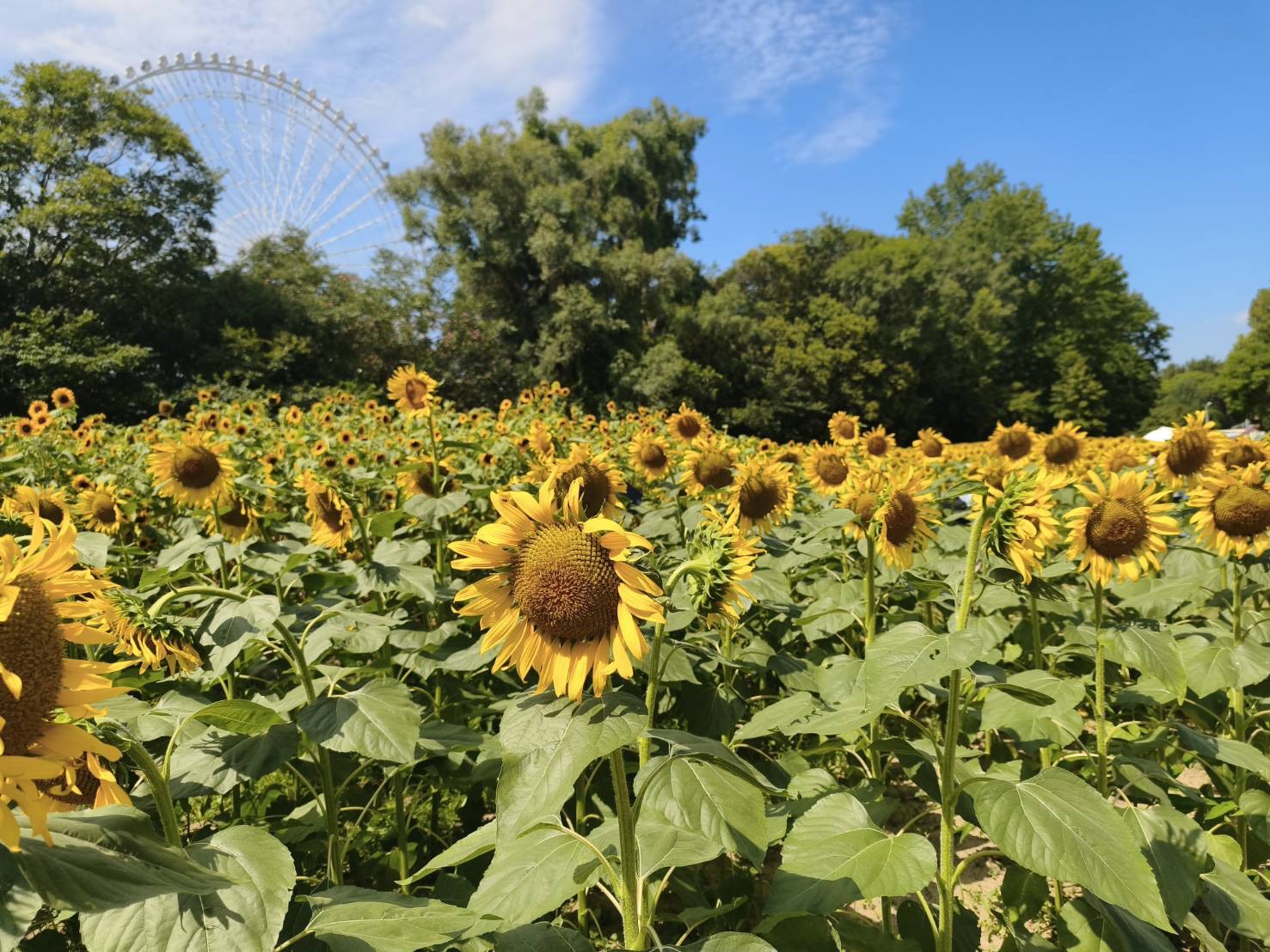 夏の風景とひまわり