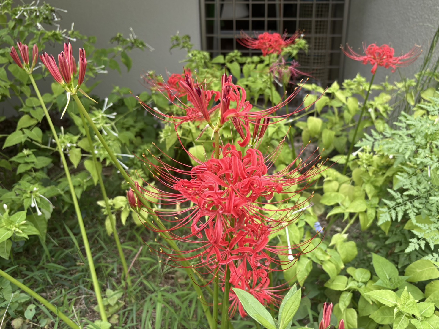 身近な秋